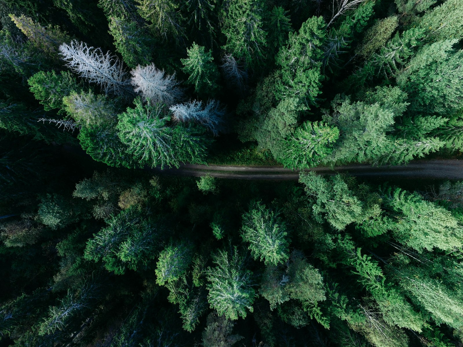 Wald als nachhaltige Rohstoffquelle